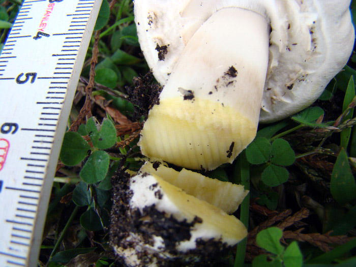 Agaricus arvensis ?